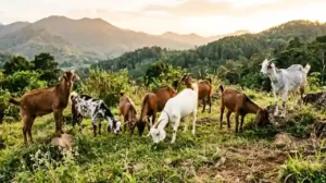 Aturan Patungan Qurban